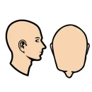 Compleet hoofd inclusief nek-, zijkanten en bovenkant